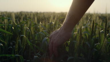 农业手运行小麦耳朵关闭农民检查麦片作物日落